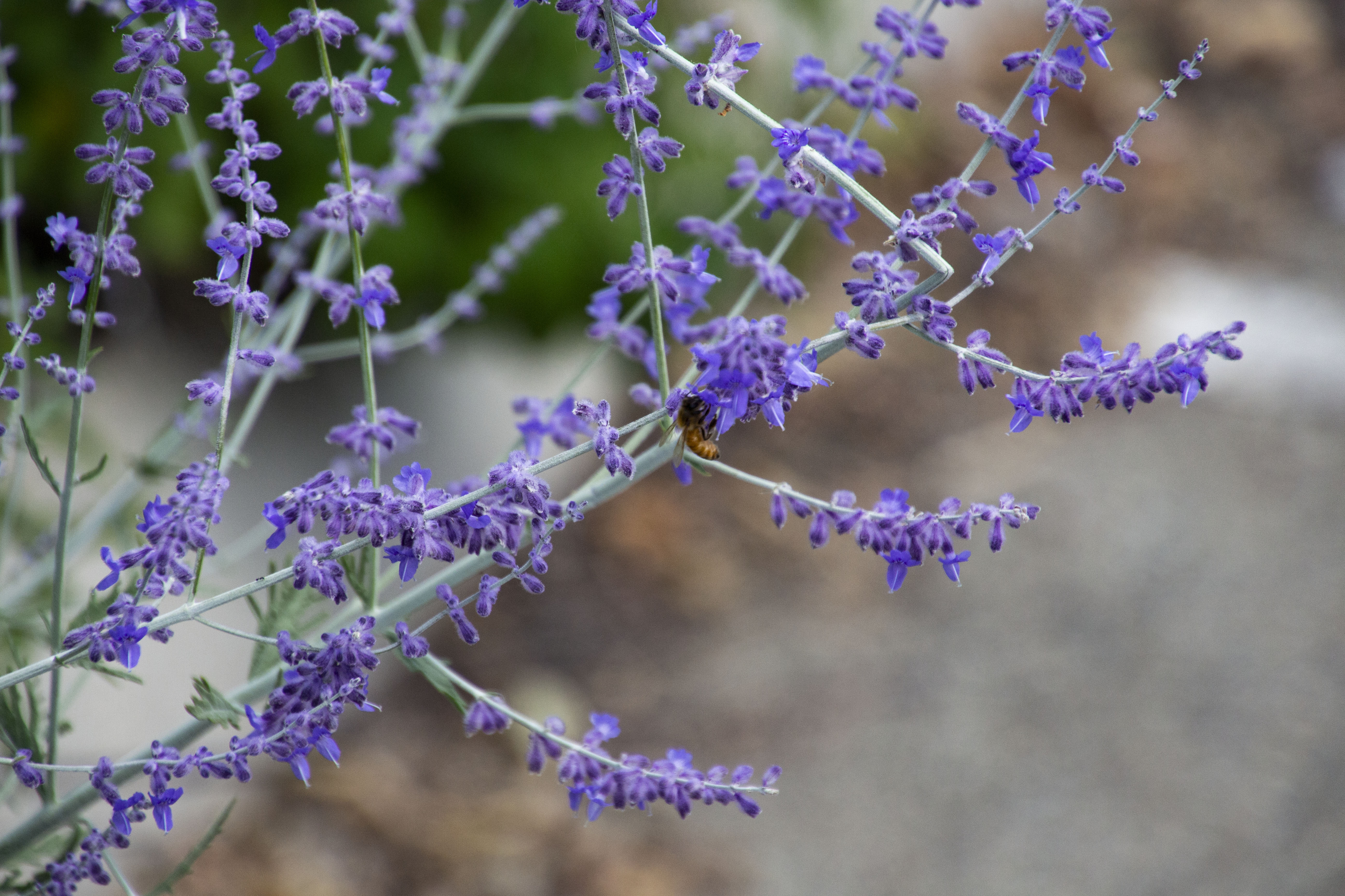 bee in purple flowers